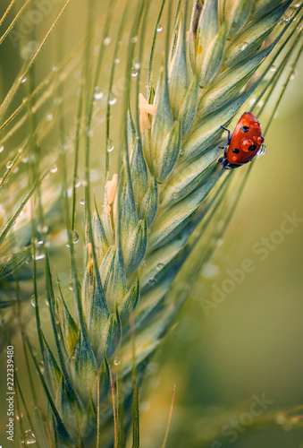 Beautiful ladybug macro shot on wheat tip in vertical perspective
