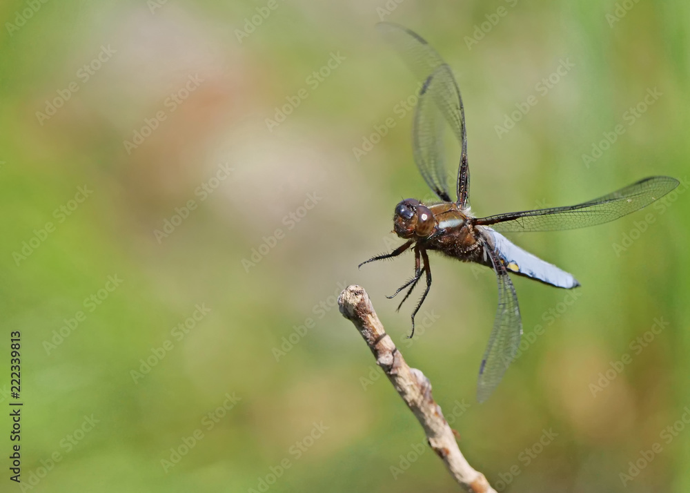 Plattbauch Libelle fliegt auf einen Ast Plattbauch Libelle fliegt auf einen Ast