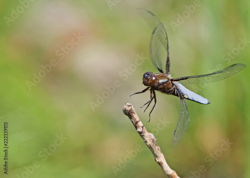 Plattbauch Libelle fliegt auf einen Ast © Holger T.K.