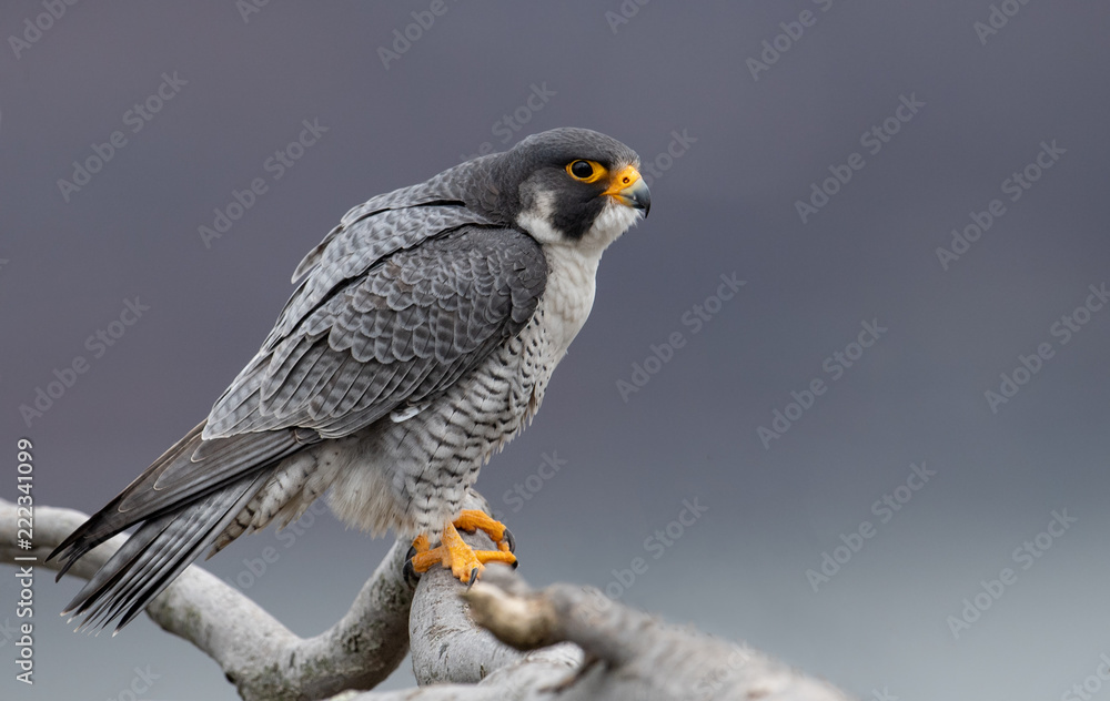 Obraz premium Peregrine Falcon 
