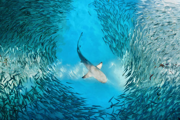 Shark and small fishes in ocean
