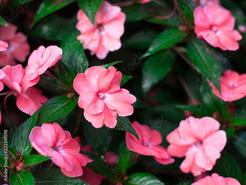 Wax Begonias or Fibrous Begonia Begonia x semperflorens-cultorum is a perennial plant ,has a colorful pink flowers