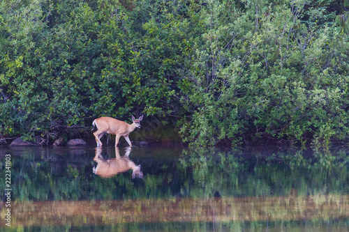 Deer wading in lake in Mt Rainier National Park