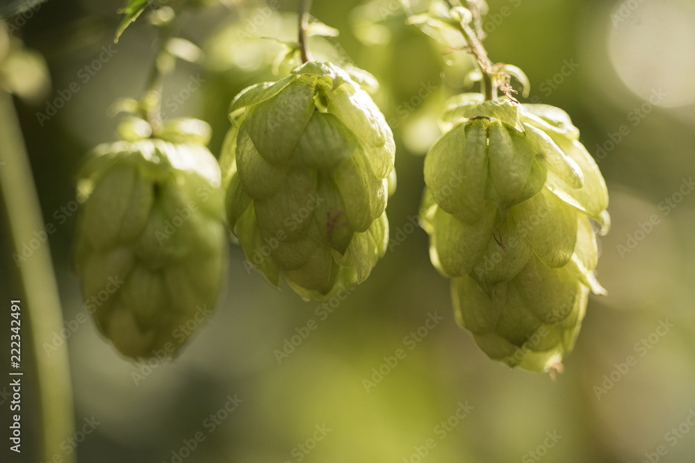 Cones of common hop (Humulus lupulus). anxiety, insomnia and other sleep disorders, restlessness, beer Cones of common hop (Humulus lupulus). anxiety, insomnia and other sleep disorders, restlessness, beer