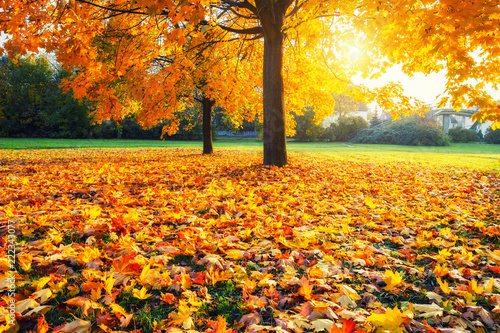 Sunny autumn landscape with golden maple trees in the park