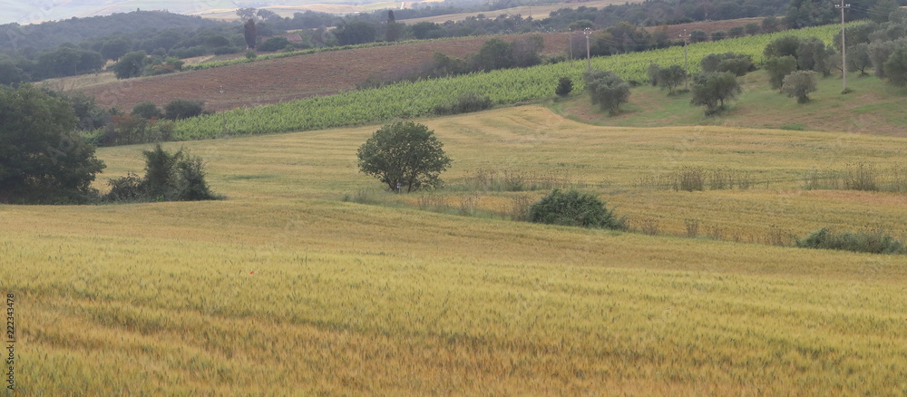 Fototapeta premium Paesaggi di Toscana