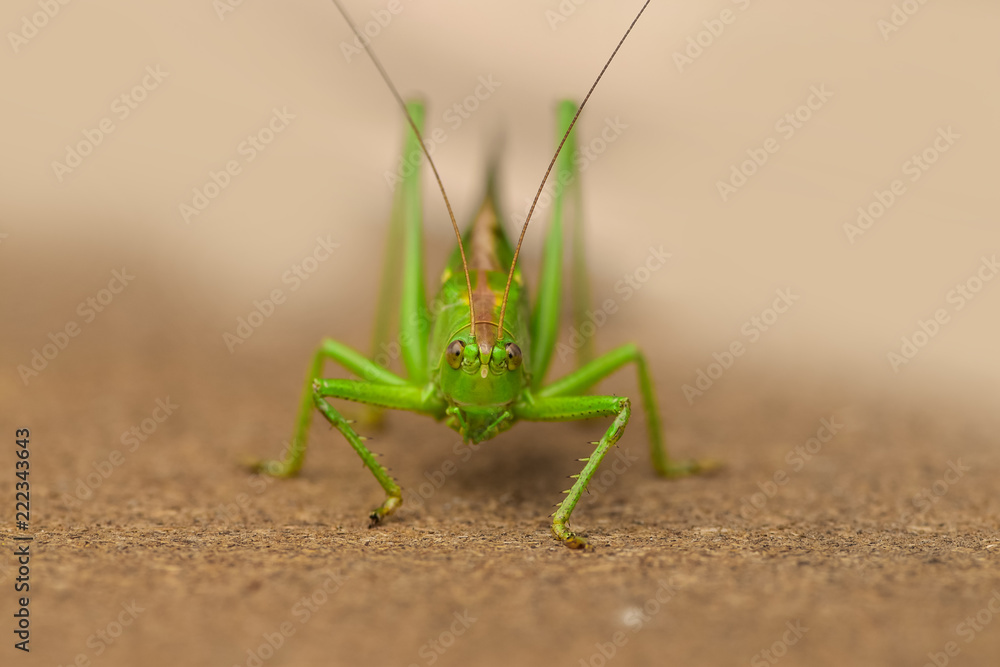 Locusts are certain species of short-horned grasshoppers,that have a swarming phase. Under drought, locusts move and rapidly and cause damage to crops. Locusts are certain species of short-horned grasshoppers,that have a swarming phase. Under drought, locusts move and rapidly and cause damage to crops.