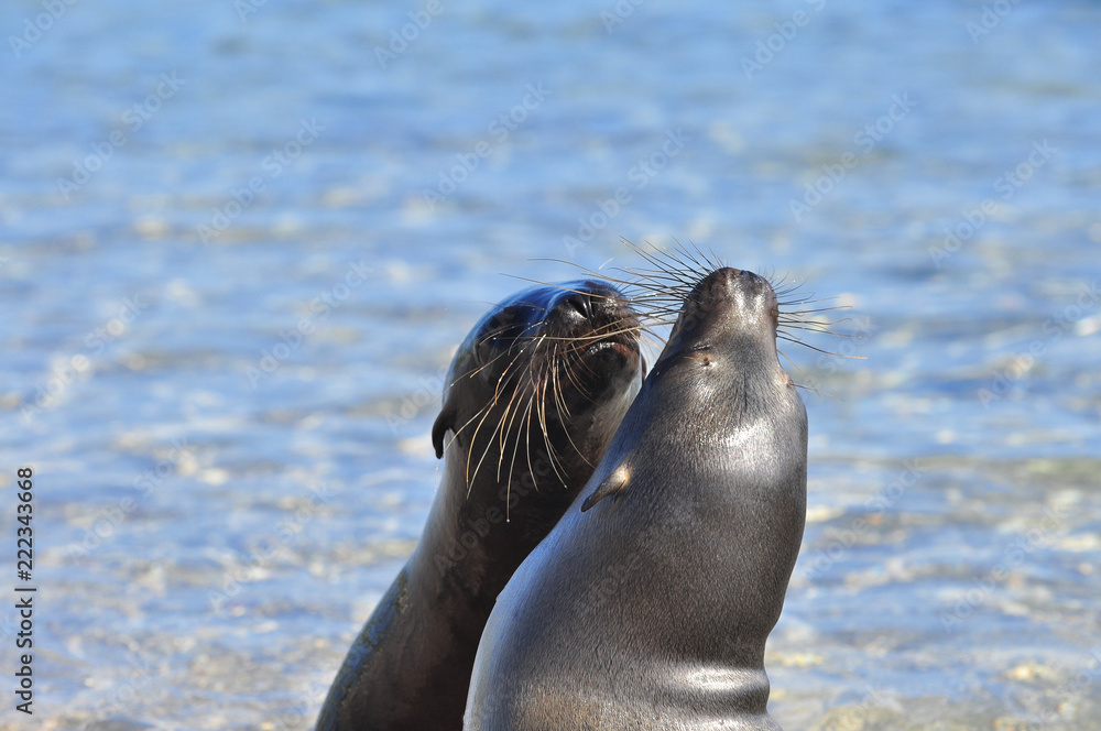 Fototapeta premium sea lion on the beach in the Galapagos Islands, Ecuador