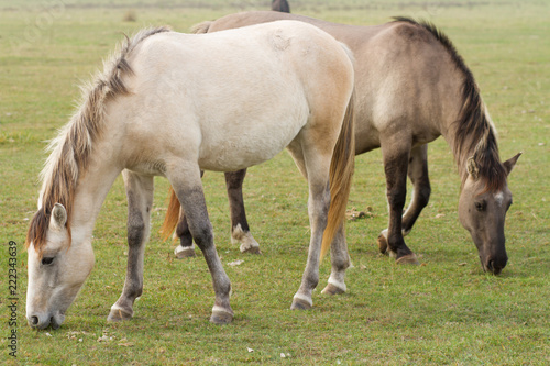 horses eat grass in the pasture
