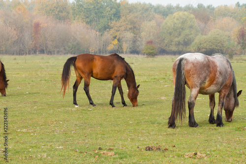 horses eat grass in the pasture