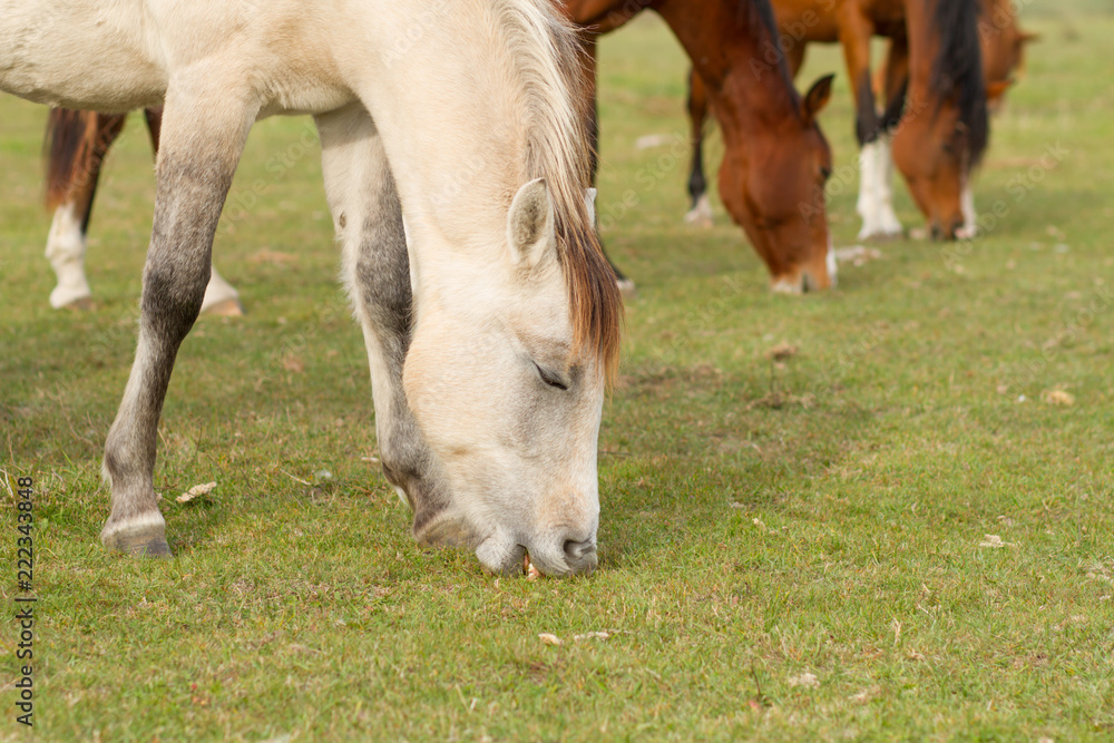 Fototapeta premium horses eat grass in the pasture
