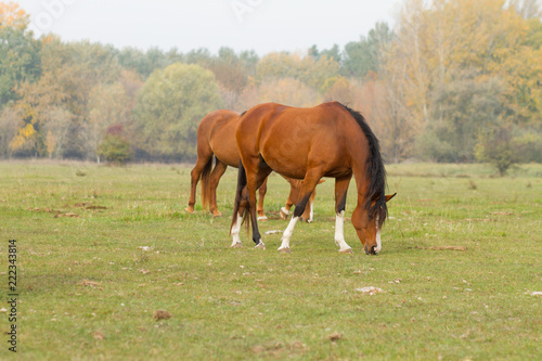 horse eat grass in the pasture © ctvvelve