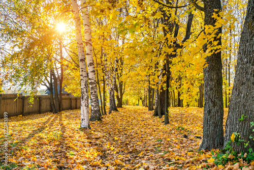 Pathway in the sunny autumn park