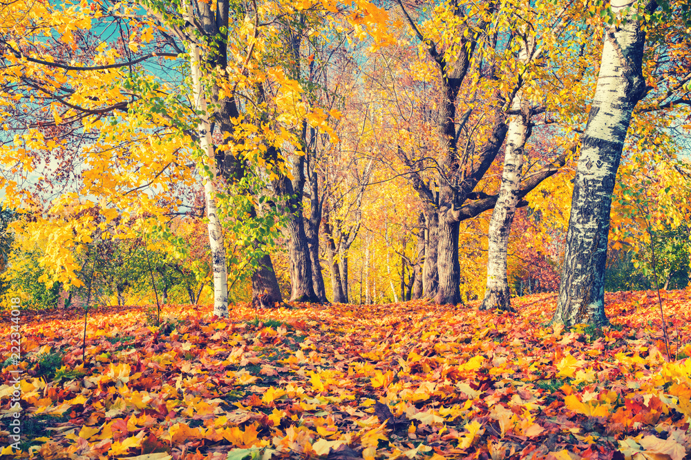 Pathway in the sunny autumn park
