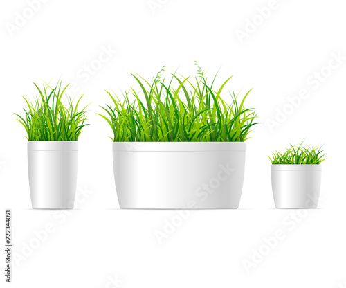 Realistic Detailed 3d Grass Houseplant Set. Vector