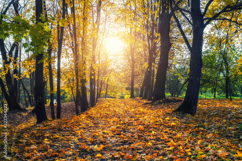 Obraz premium Alley in the sunny autumn park