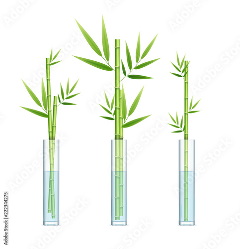Realistic Detailed 3d Lucky Bamboo Plant or Dracaena Sanderiana Set. Vector