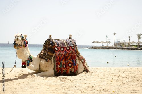 seated camel on the seashore