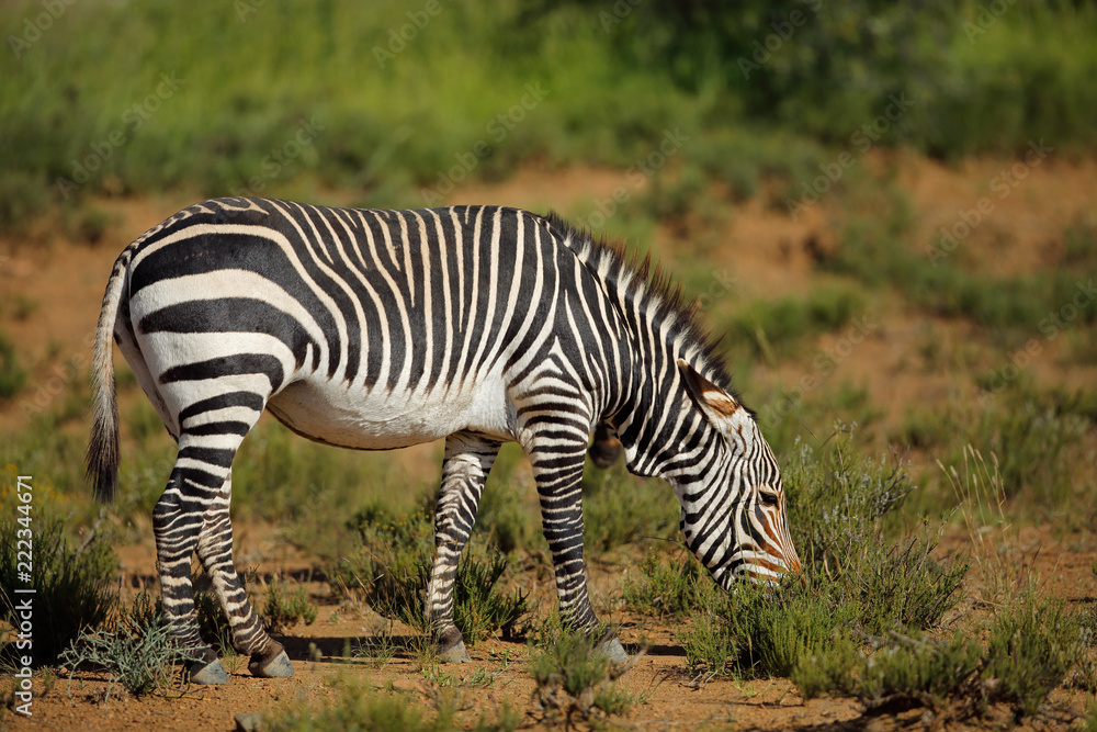 Obraz premium Cape mountain zebra (Equus zebra) in natural habitat, Mountain Zebra National Park, South Africa.