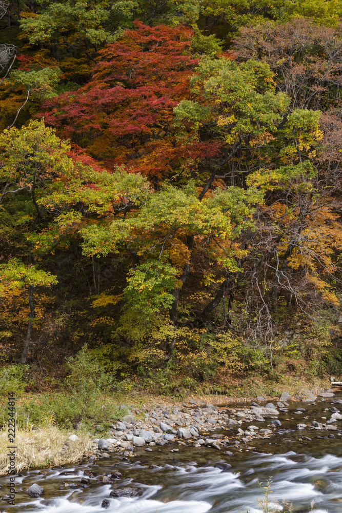秋の紅葉と渓流