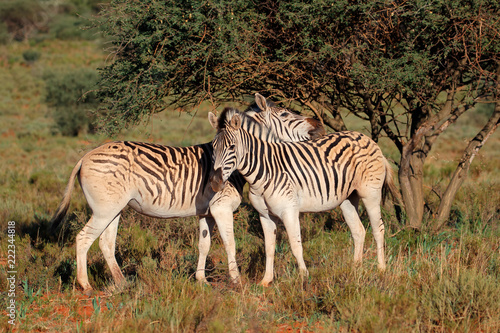 Two plains zebras (Equus burchelli) in natural habitat, South Africa.