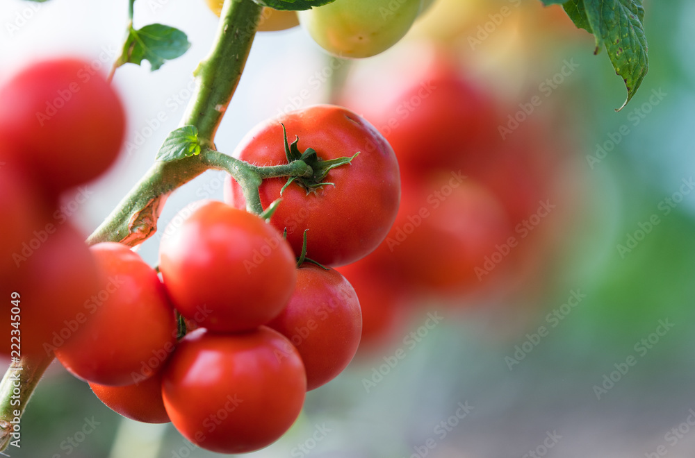 Ripe tomatoes in garden ready to harvest