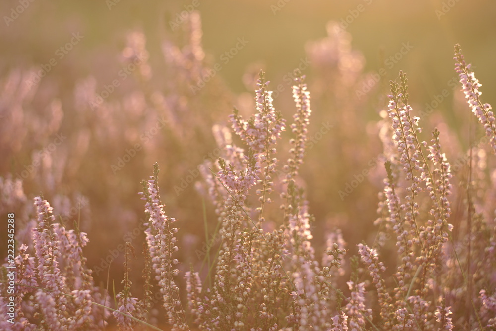 Fototapeta premium blooming heather flowers on the meadow