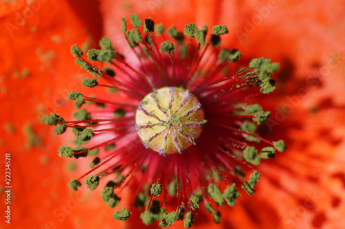 Fototapeta Naklejka Na Ścianę i Meble -  Macro of poppy red flower core