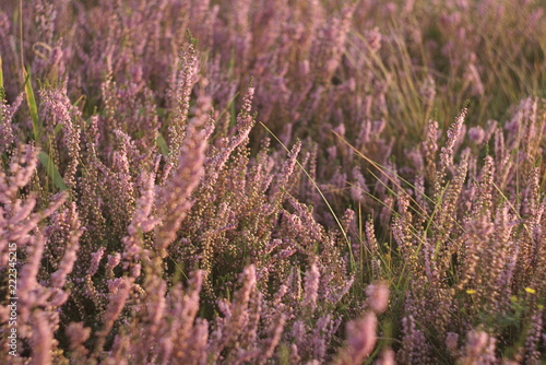 blooming heather flowers on the green meadow