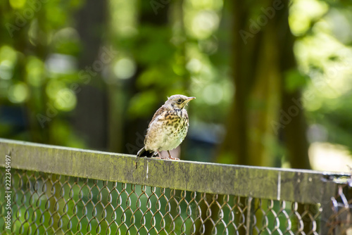 Bird