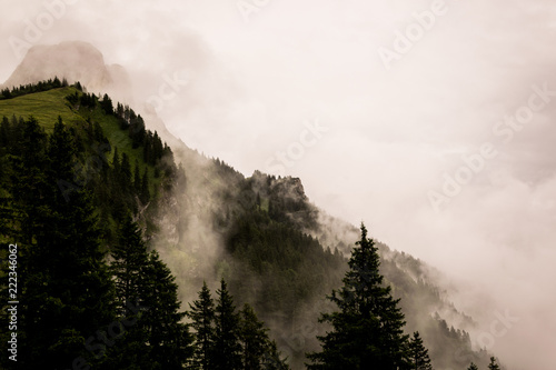 Foggy mountains. Fog between trees. Gloomy picture on loneliness.