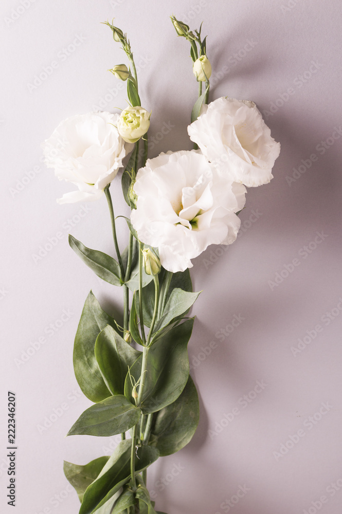 Cute white flowers on the grey background. vertical.