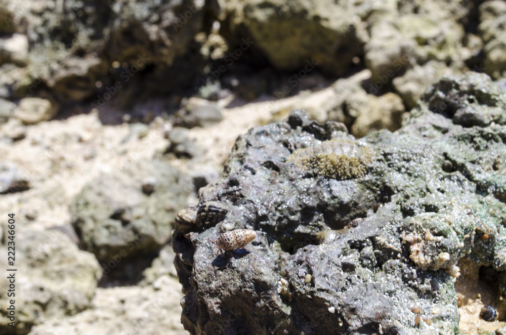 small crab on stone small crab on stone