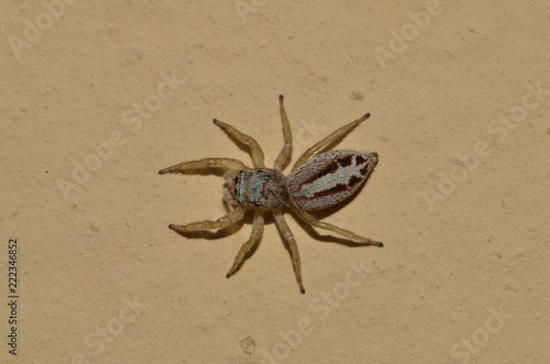 Ragno su parete del muro visto dall'alto