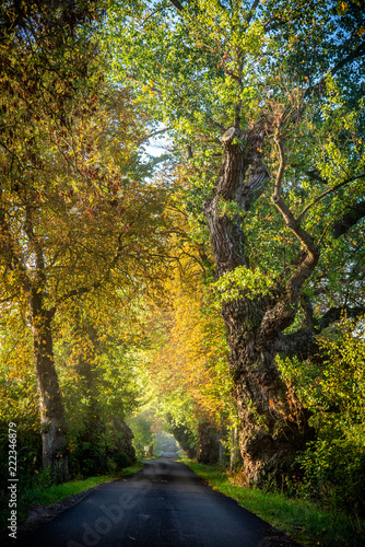 Old tree avenue and forest in nature in the early golden morning. Moody light with autumn and fall leaves. Rest in the forest during the forest walk with the green lung, forest walk and breathwalk.