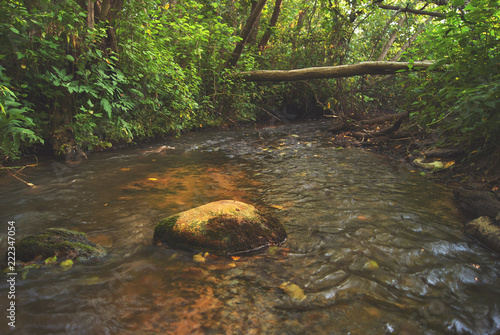 A mountain creek with a sandy bottom and stones, stream flowing in the forest under a lying tree. Beautiful water landscape