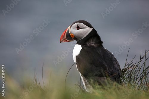 Atlantic Puffin © Uli