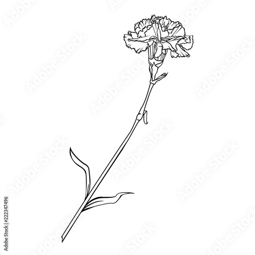 Carnation flower on a long stem. Vector graphic monochrome isolated image.