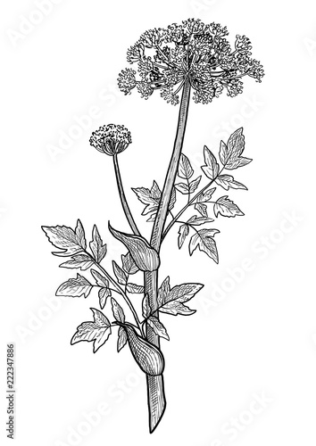 Angelica archangelica flower illustration, drawing, engraving, ink, line art, vector
