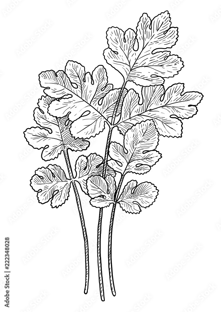 Coriander leaf illustration, drawing, engraving, ink, line art, vector