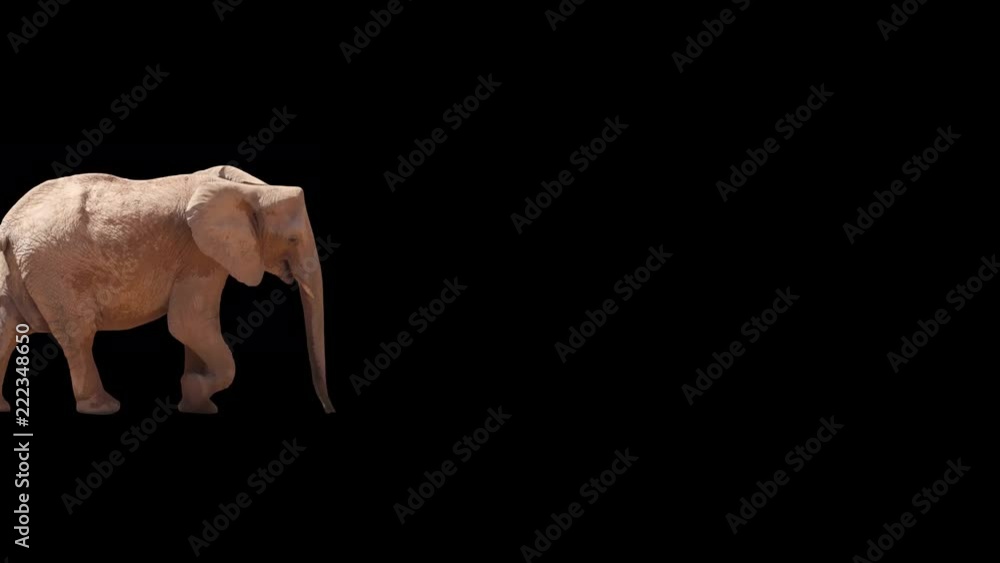 Video Stock African elephant slowly walking seamlessly looped on black screen, real shot