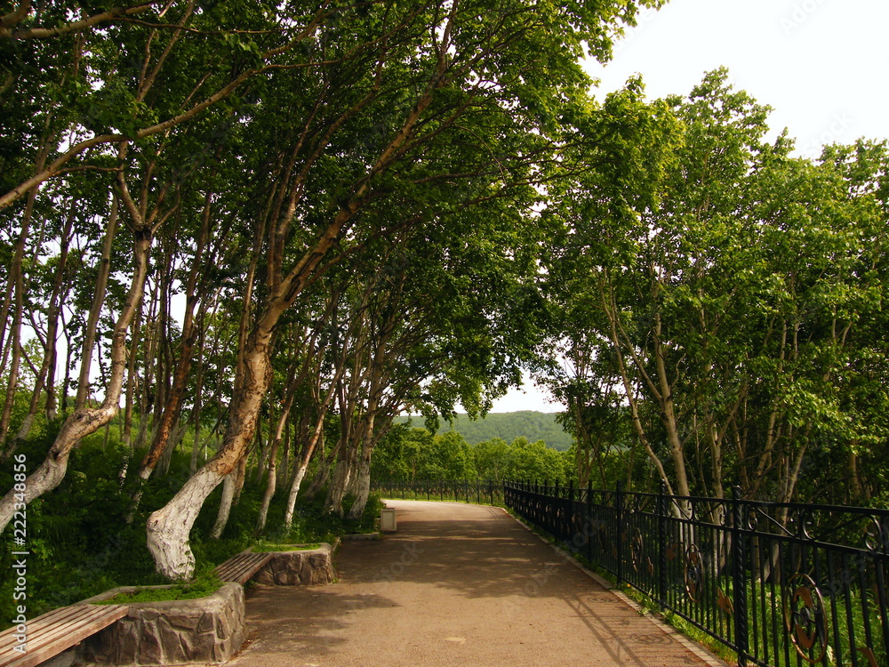 Obraz premium road in forest