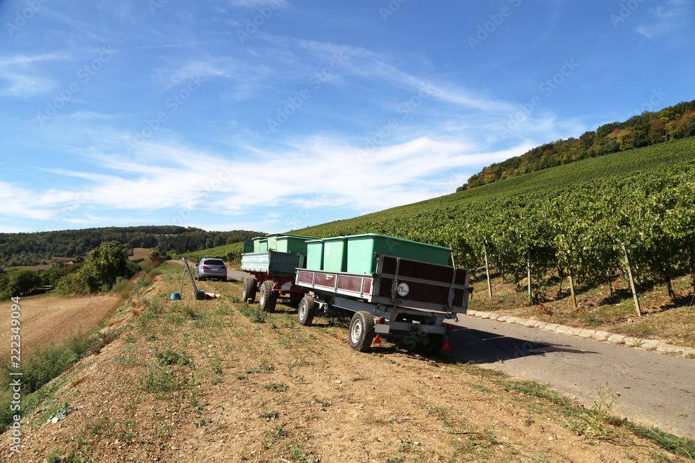 Harvesting grapes by a combine harvester