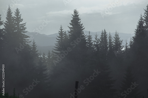 foggy summer morning