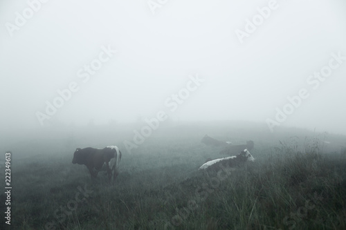 foggy summer morning © Farik