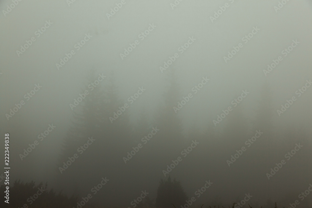 Fototapeta premium foggy summer morning