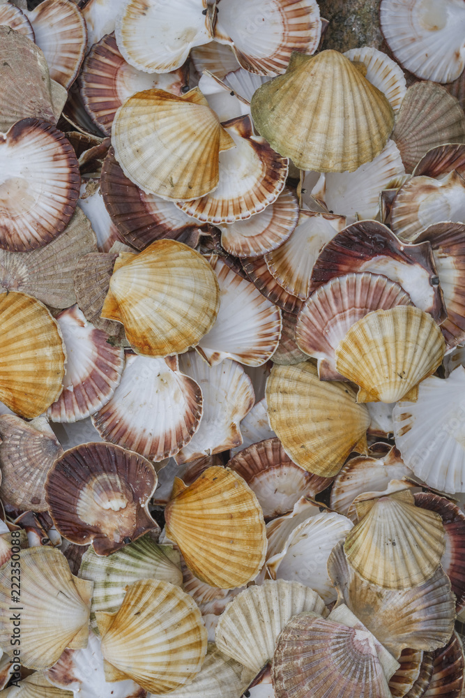 Seashell background, lots of Queen scallops Seashell background, lots of Queen scallops
