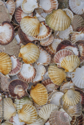 Seashell background, lots of Queen scallops © Andriy Nekrasov