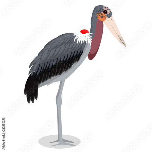 Marabou stork cartoon bird