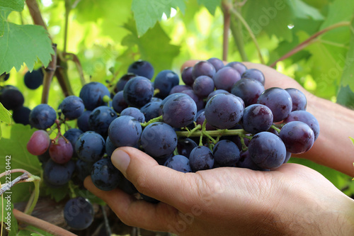 Farmers hands with harvested black grapes.